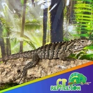 cuban iguana for sale