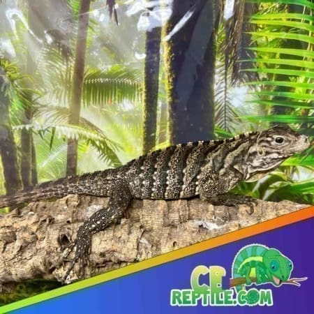 cuban iguana for sale
