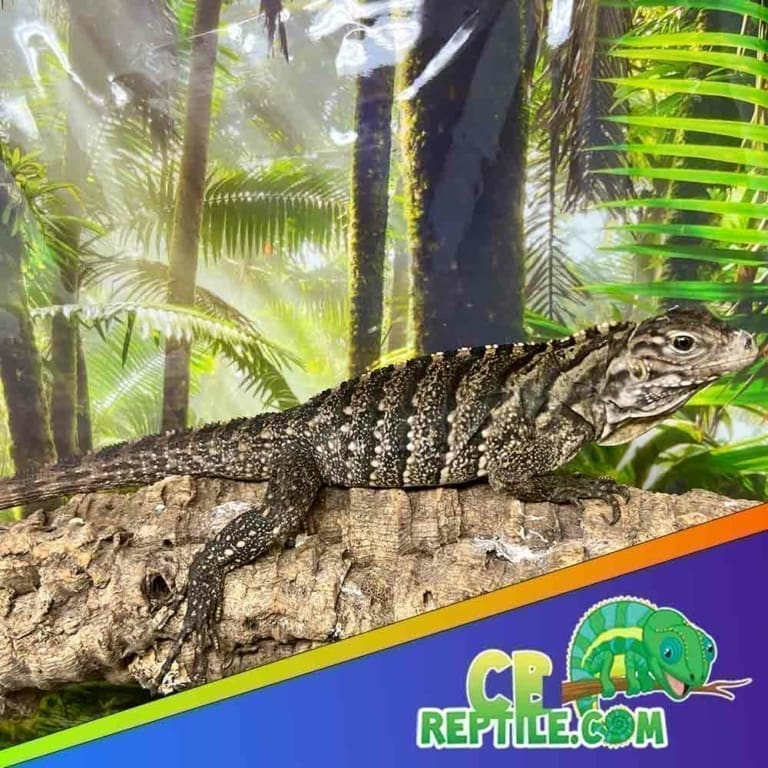 Cuban Rock Iguana for Sale Captive Bred Cuban Rock Iguanas