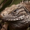 Cuban Rock Iguana