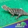 Cuban rock iguana for sale