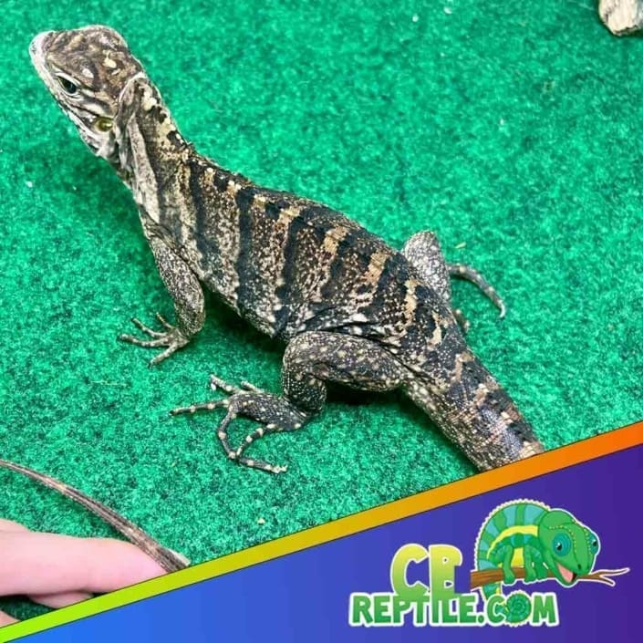 Cuban Rock Iguana for Sale Captive Bred Cuban Rock Iguanas