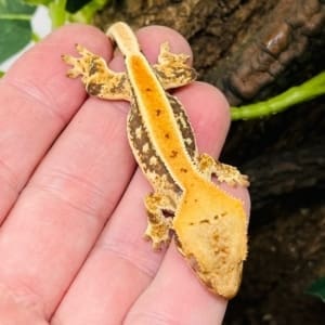 crested gecko habitat