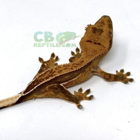 Quad Stripe Crested Gecko