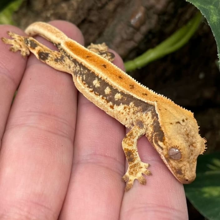 Tiger crested gecko for sale online buy baby tiger crested geckos for