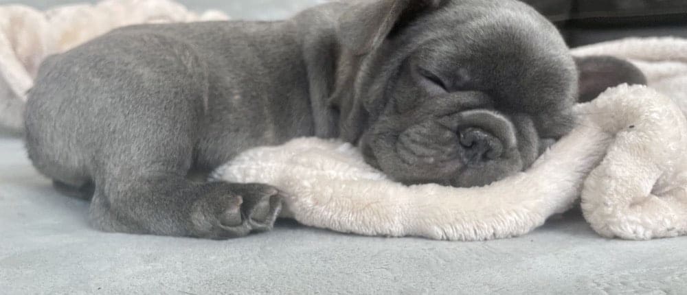 French Bulldog Puppies for sale