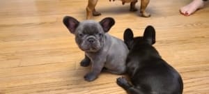 French Bulldog Puppies