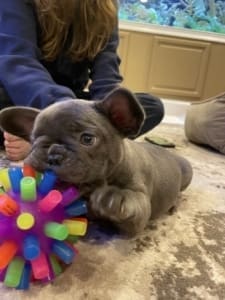 French Bulldog Breeders