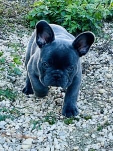 baby French Bulldogs for sale