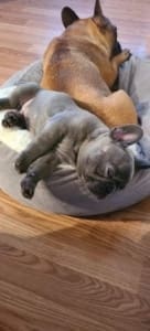 French Bulldog Puppies for sale
