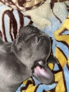 French Bulldog puppies for sale near me