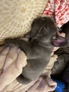 Frenchie puppies for sale