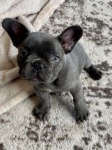 Blue French Bulldog Puppies