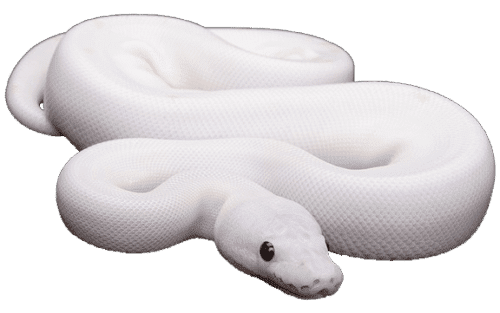 Tempel skildring skrive et brev black eyed leucistic ball python for sale | black eye lucy ball pythons