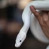 black eye leucistic ball python