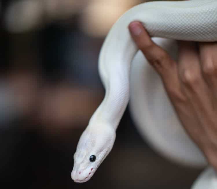 black eyed lucy ball python