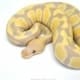 Candy Ball Python