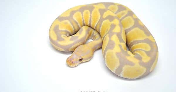 How Much Does A Ball Python Cost?