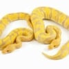 Candy ball python