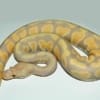 Candy ball python for sale