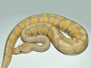 Candy ball python for sale