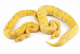 albino snake