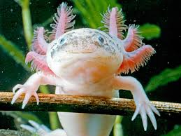 axolotl behavior axolotl behavior