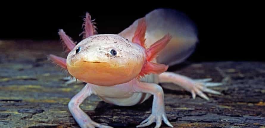 Axolotl Food, Axolotl Diet