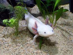 axolotl breeding