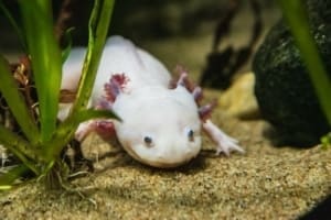 how to care for an axolotl