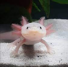 axolotl care sheet