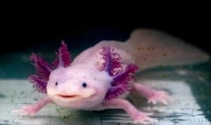 axolotl diet