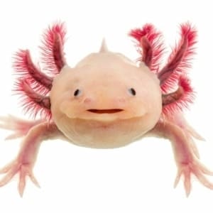 Axolotl fish for sale