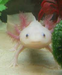 Axolotl fish for sale