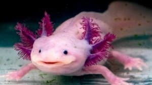 axolotl food