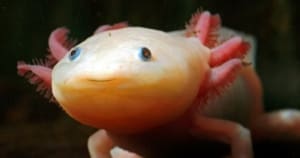 axolotl lifespan