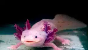 axolotl size