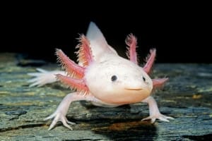 axolotl tank