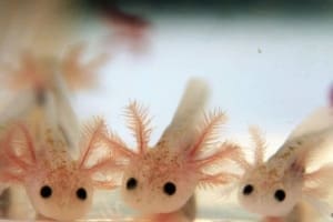 axolotl tank mates axolotl tank mates