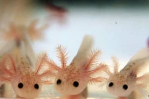 axolotl tank mates