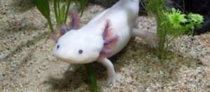 axolotl water filtration axolotl water filtration