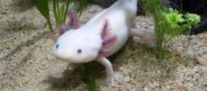 axolotl water filtration