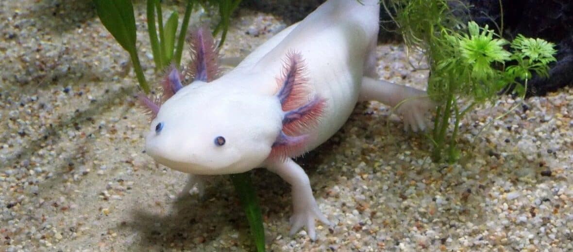 Axolotl Water Filtration Axolotl Water Requirements