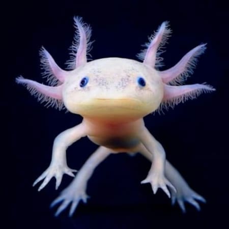 baby axolotl for sale