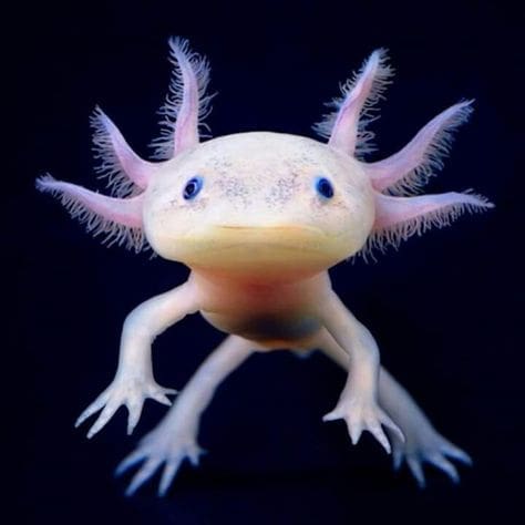 Axolotl For Sale Near Me Buy Baby Axolotl For Sale Online Near Me