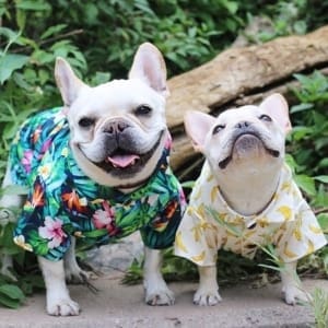 French Bulldog Clothes