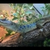 jeweled lacerta