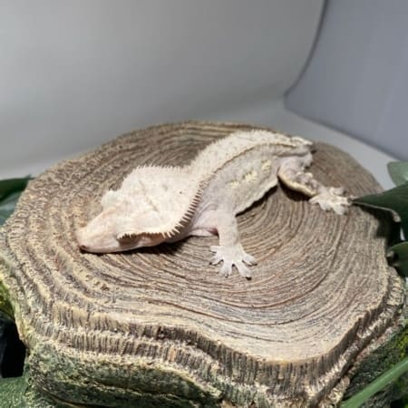 creamsicle crested gecko