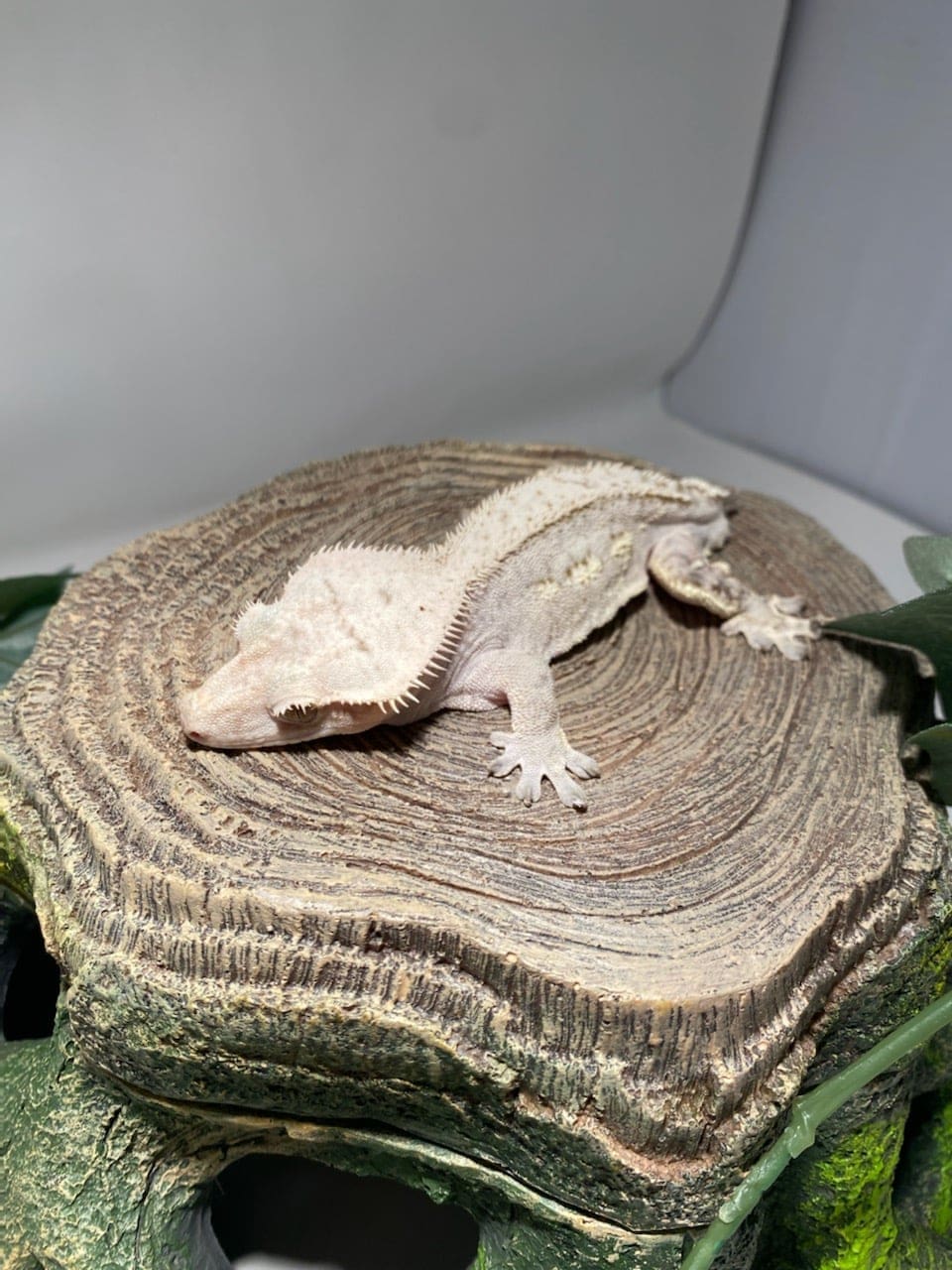 Lily white crested geckos for sale crested gecko for sale near me online