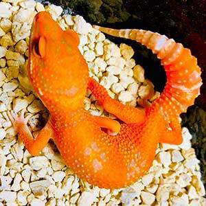 blood leopard gecko